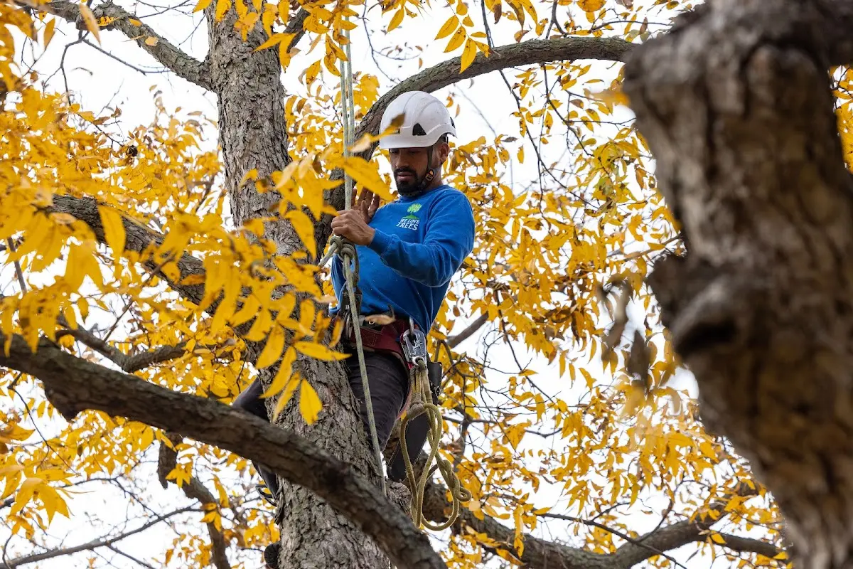 Skilled Tree Planting crew working in Plymouth